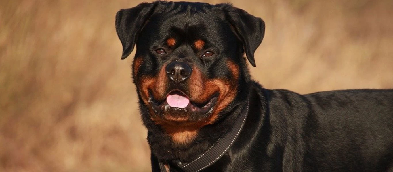 Μετς: Πατέρας και γιος διέταξαν ροτβάιλερ να «φάει» 30χρονο - Άγρια επίθεση (φωτο)